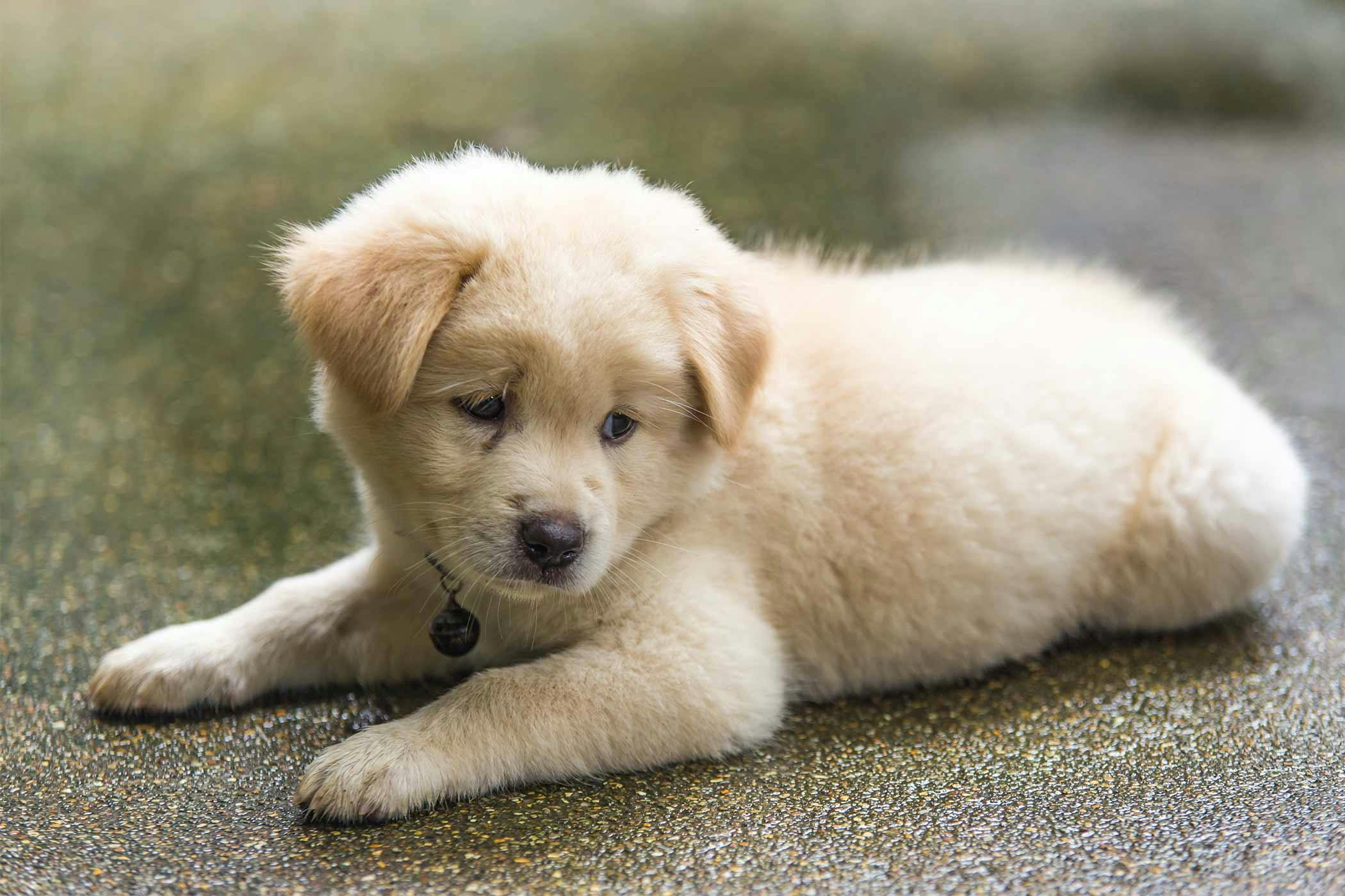 Golden retriever outlet puppy not eating