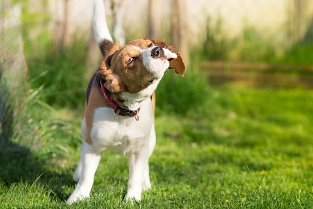 Why is my dog shaking when breathing inward?