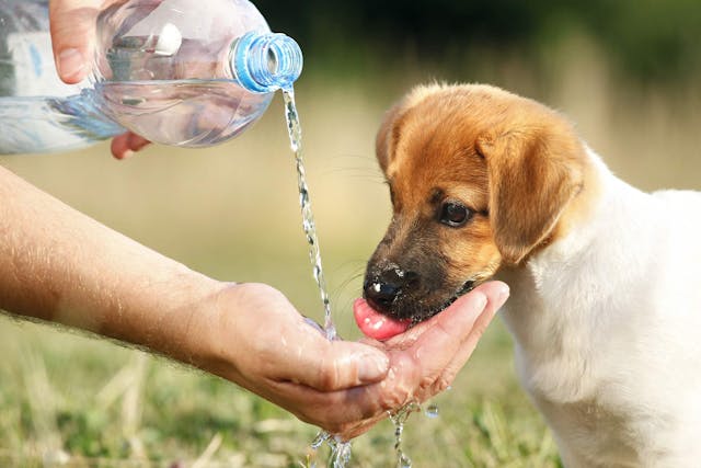 Why is my dog sick after drinking water?