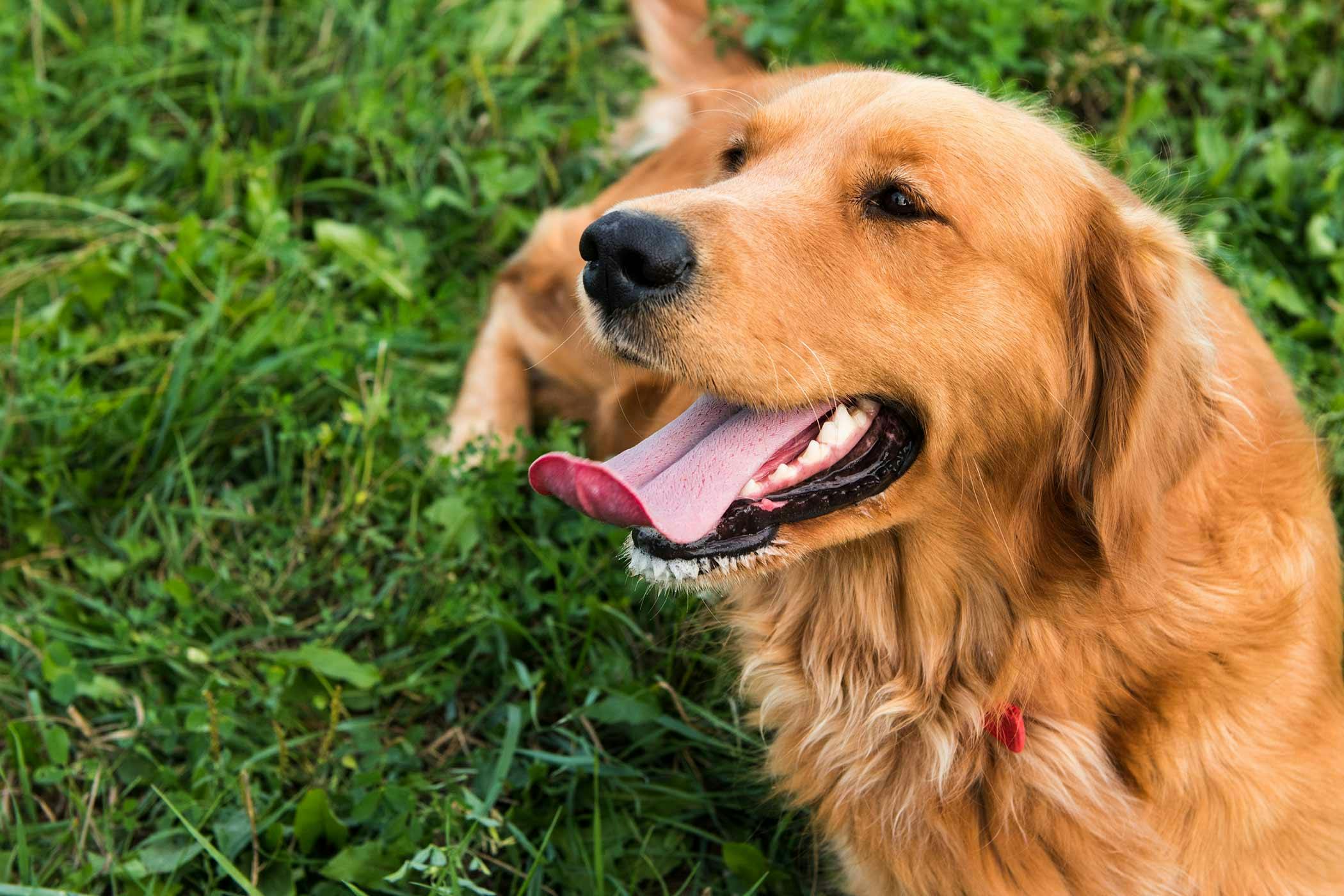 dog sticking out tongue