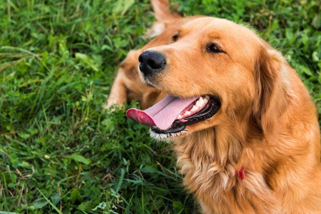 Why is my dog sticking out his tongue?