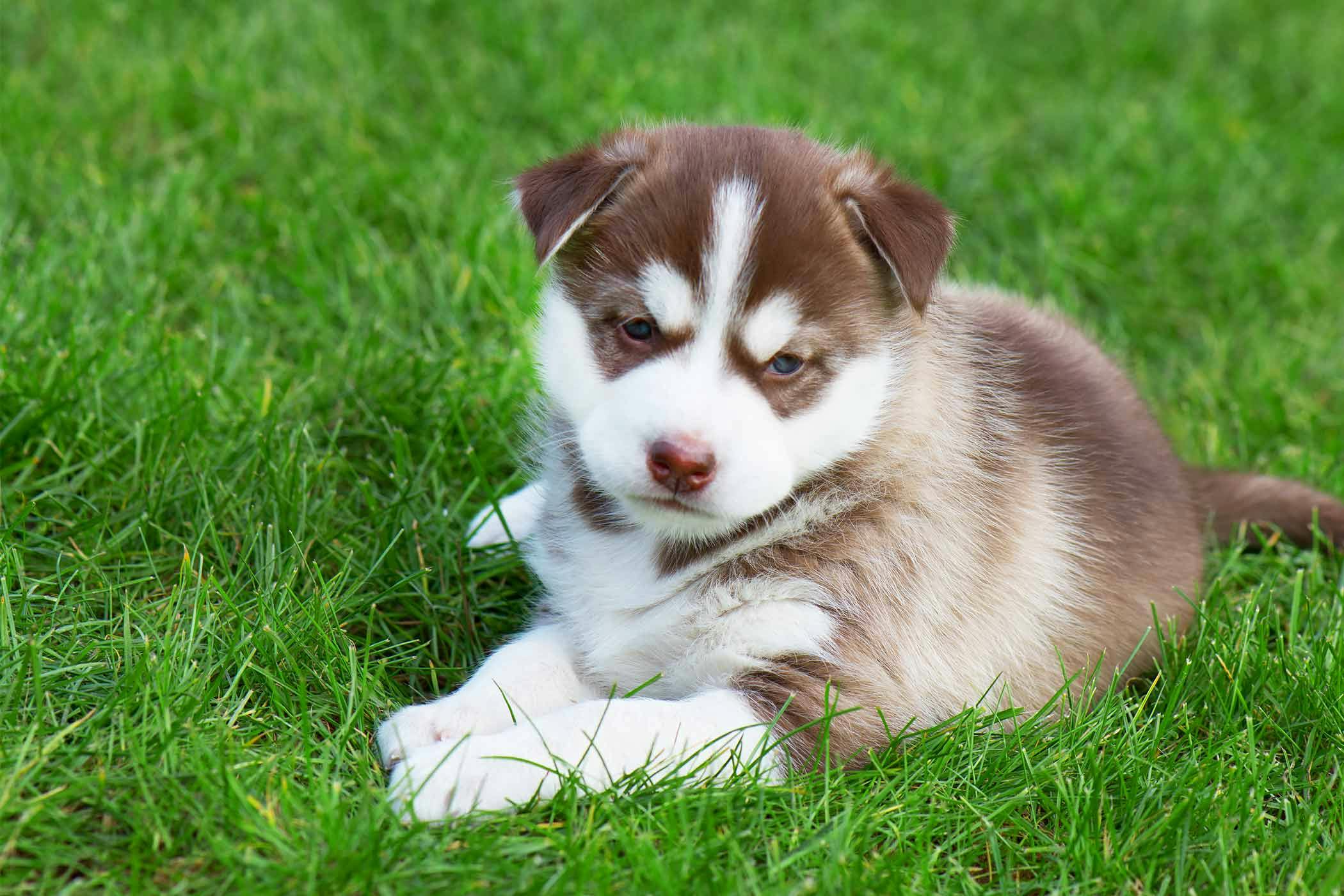 Dog eating grass stomach hot sale gurgling