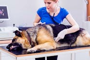 Why Is My Dogs Stomach Bloated And Hard