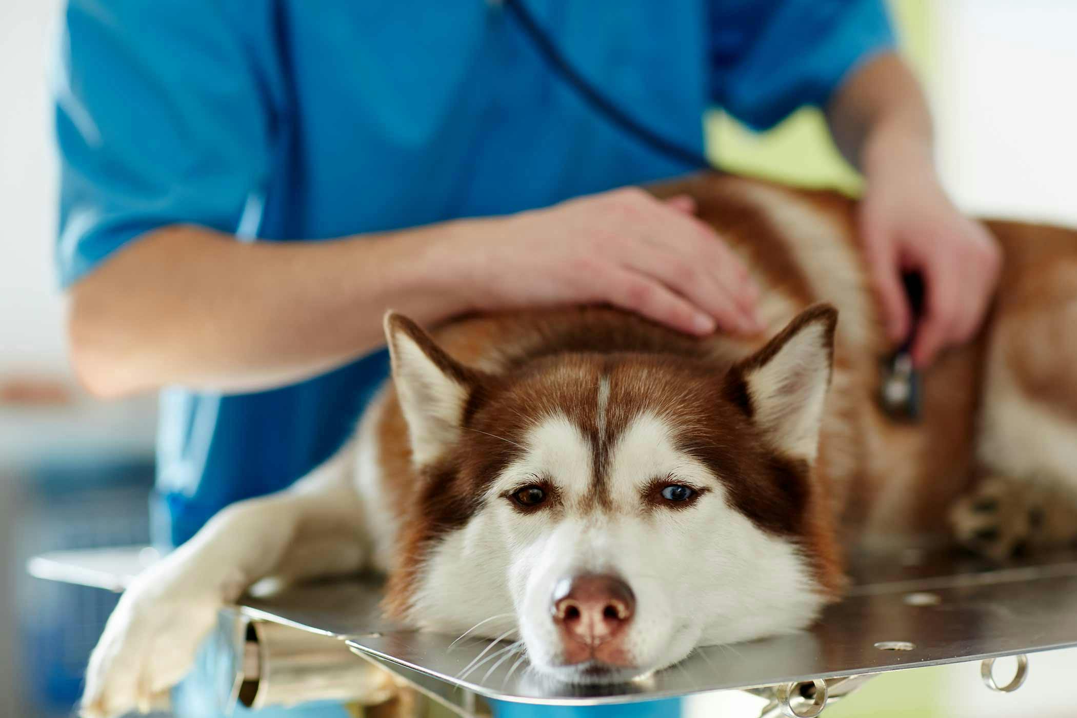 female dog uti swelling