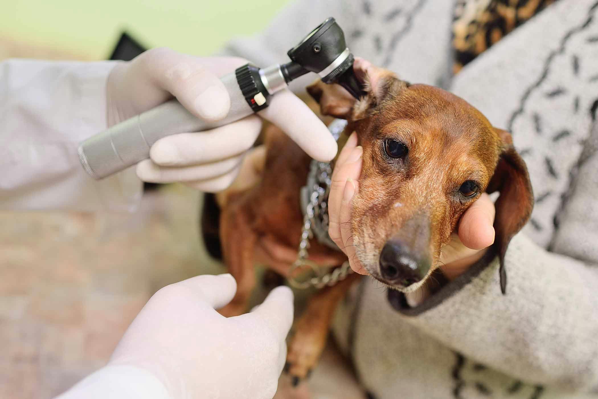 dog ear hematoma treatment cost