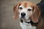 Can Hashimoto S Cause Puffy Eyes In Dogs Infoupdate