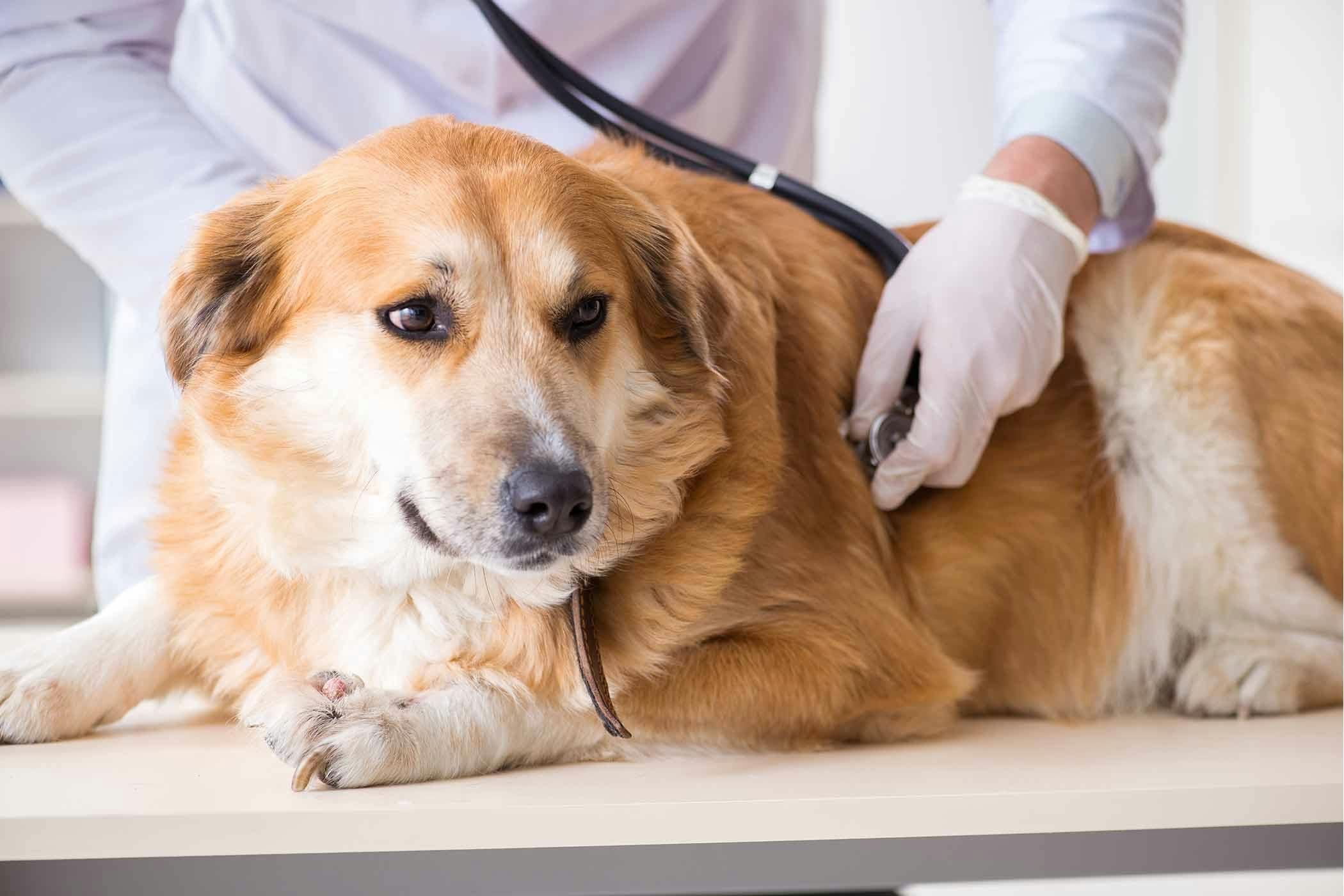 Swollen Nipples in Dogs - Definition, Cause, Solution, Prevention, Cost