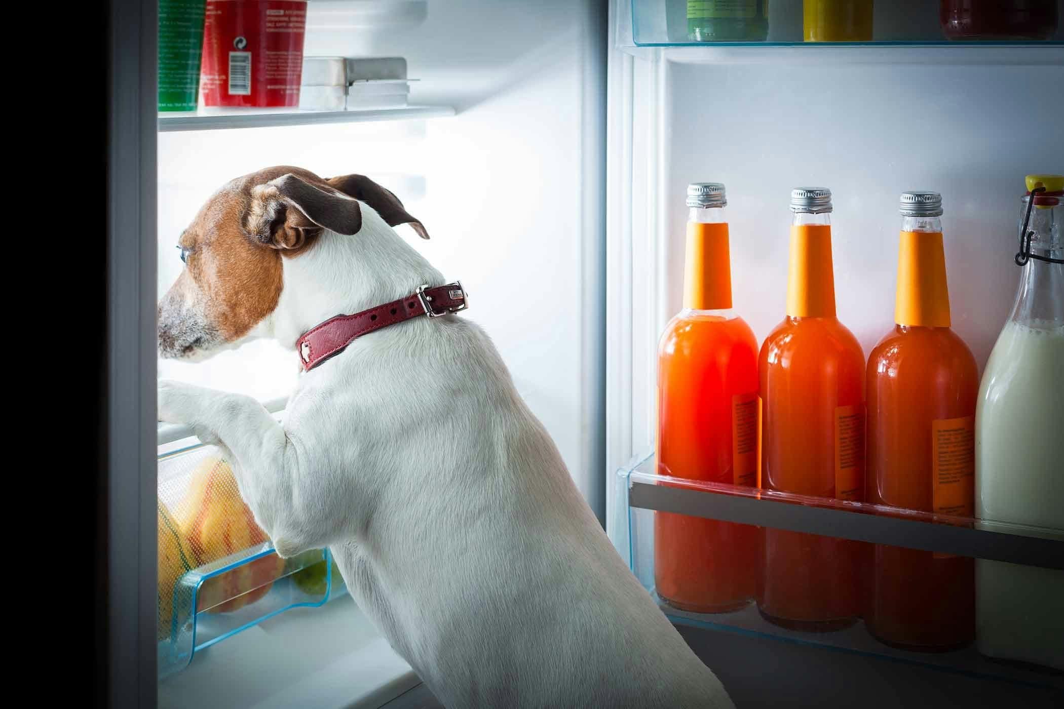 what makes a dog thirsty