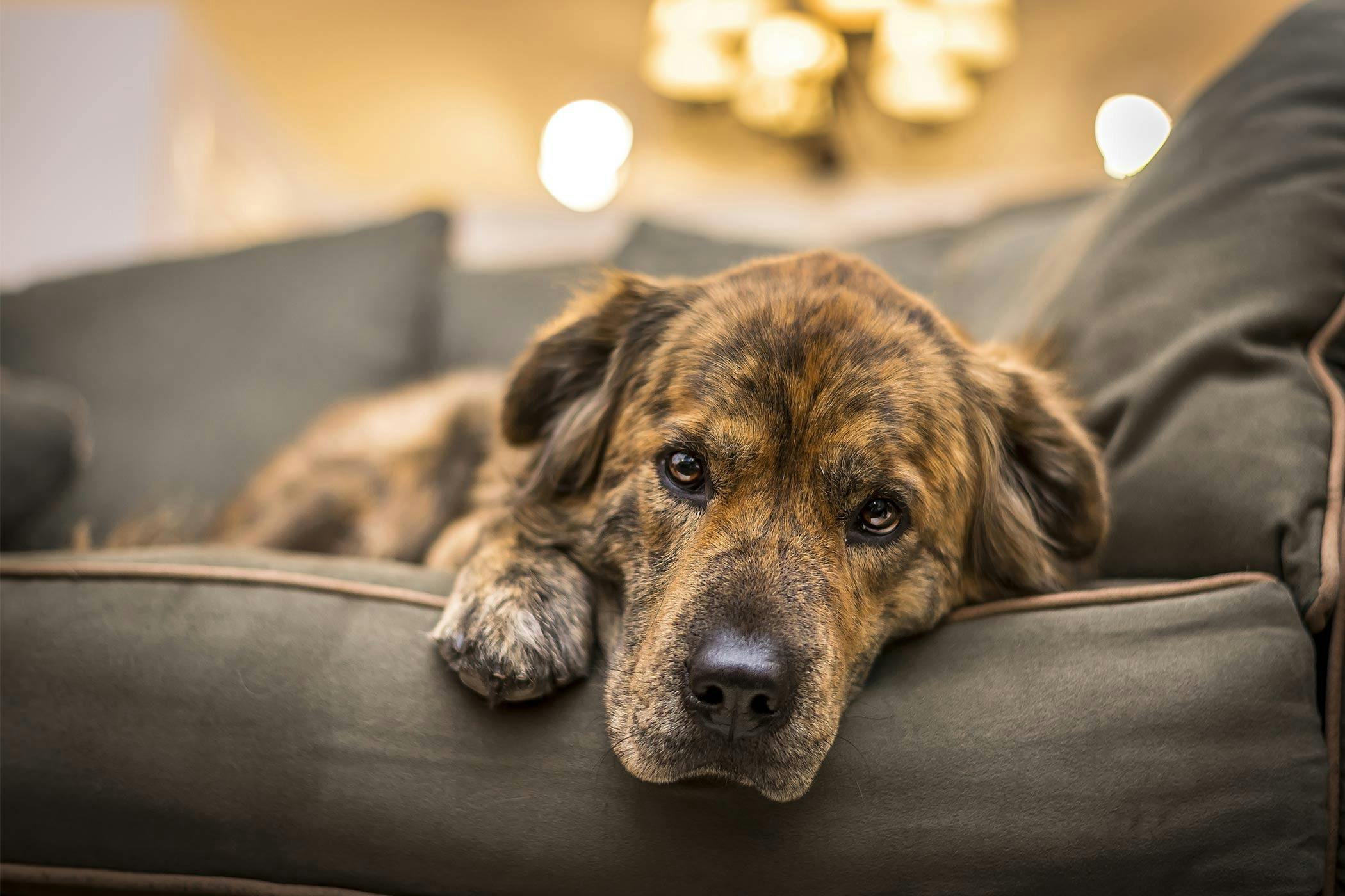 what can cause a dogs back legs to stop working