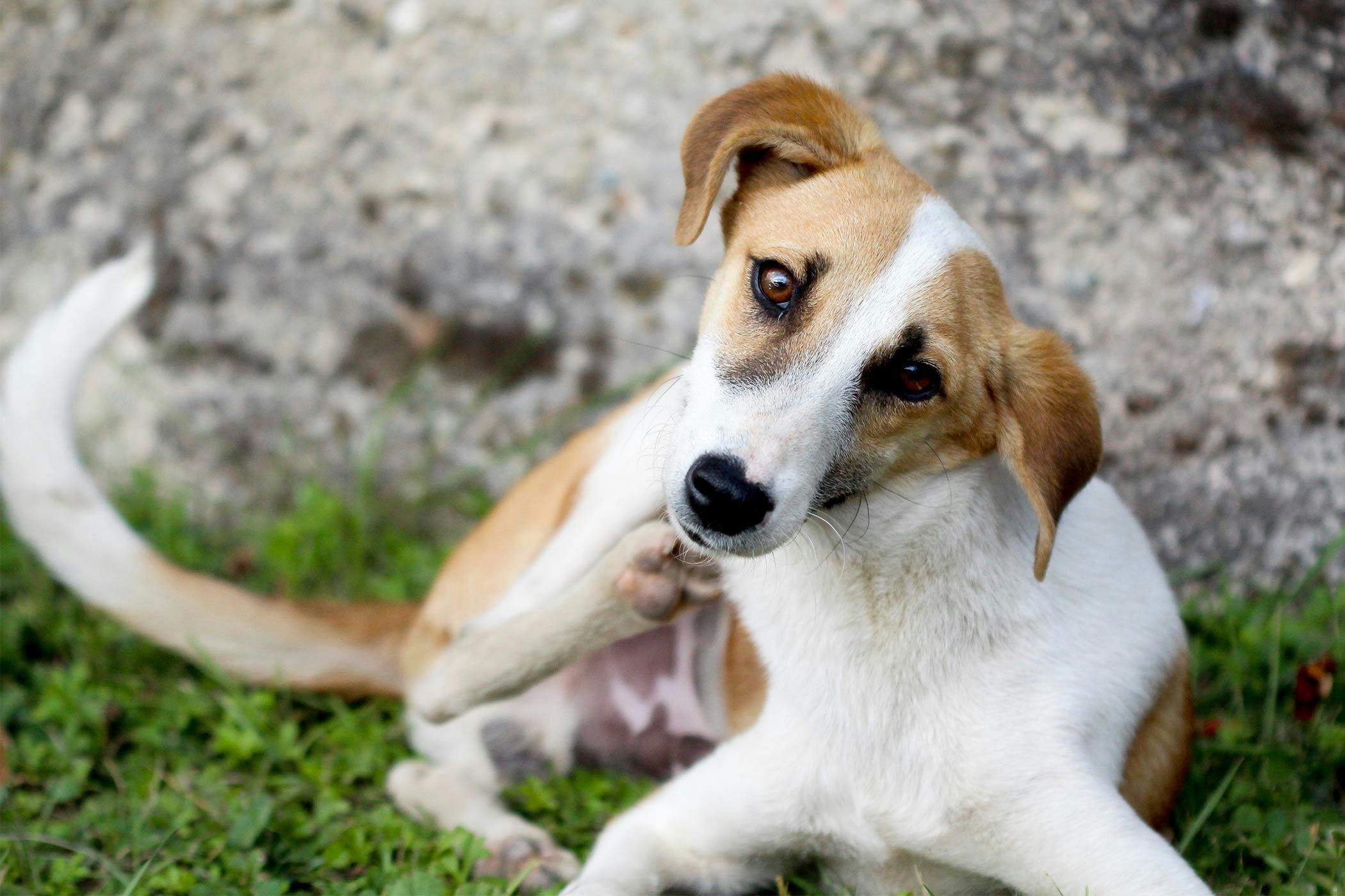 Why is my dog urinating foam?