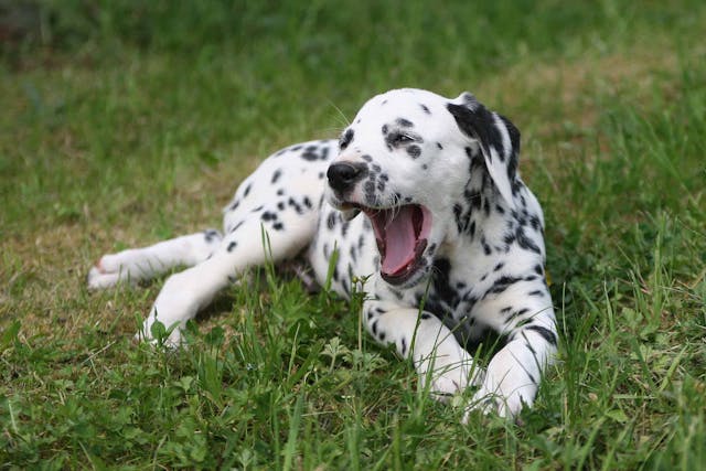 Why is my dog yawning and licking his lips?