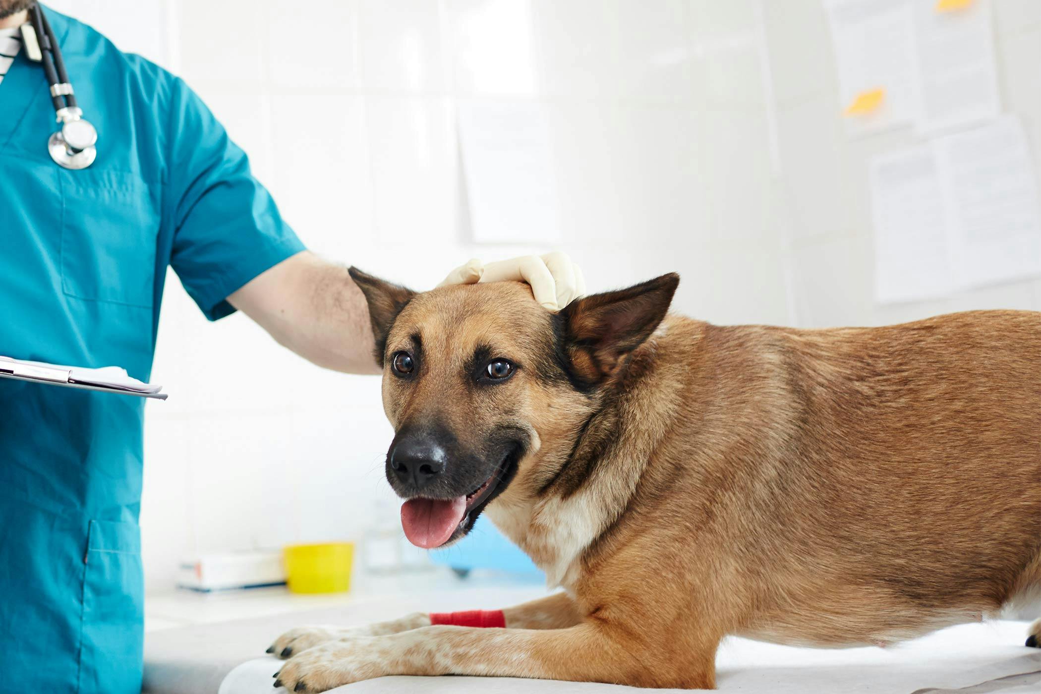Hookworms in Dogs - Symptoms, Causes, Diagnosis, Treatment