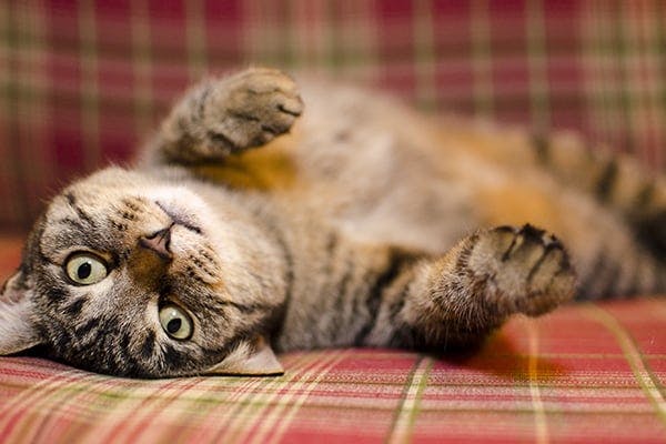 Abdominal Bleeding in Cats - Symptoms, Causes, Diagnosis, Treatment, Recovery, Management, Cost