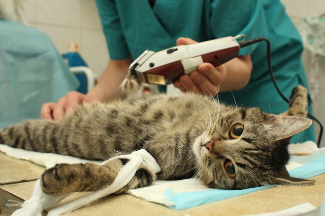 Abdominal Cryptorchid Orchiectomy in Cats - Conditions Treated, Procedure, Efficacy, Recovery, Cost, Considerations, Prevention