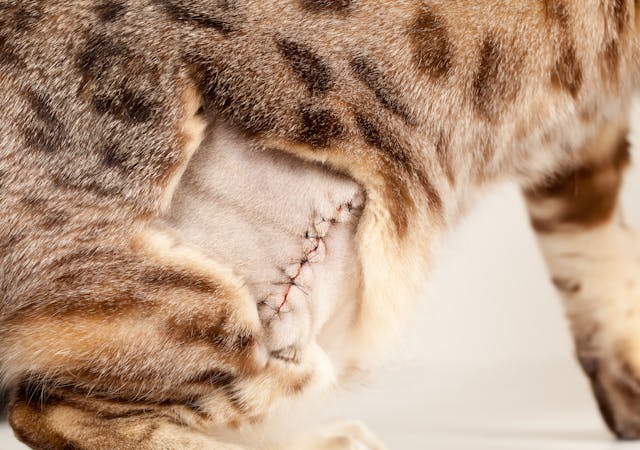 Abdominocentesis in Cats - Conditions Treated, Procedure, Efficacy, Recovery, Cost, Considerations, Prevention