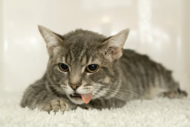 Acid Reflux In Cats Symptoms Causes Diagnosis Treatment