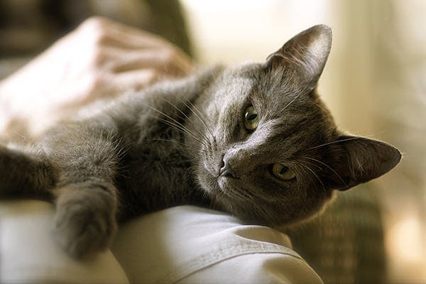 Acute Collapse in Cats - Symptoms, Causes, Diagnosis, Treatment, Recovery, Management, Cost