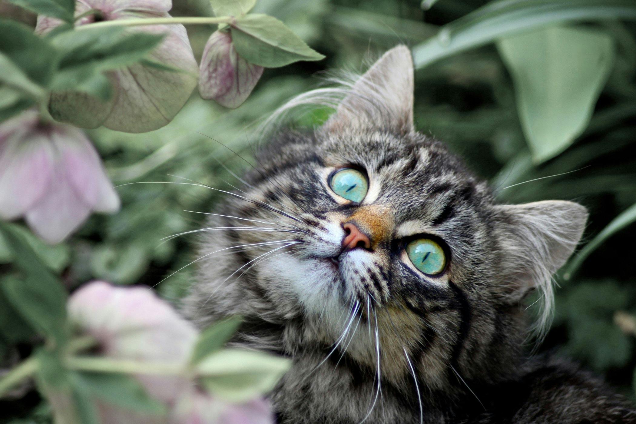 Cat not eating after hot sale shots