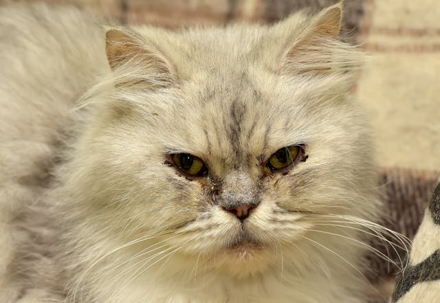 Air Purifier for Allergies in Cats Symptoms Causes Diagnosis