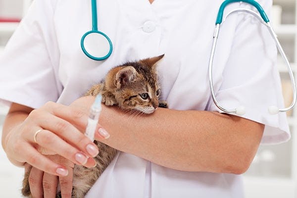 kitten sick after first vaccination