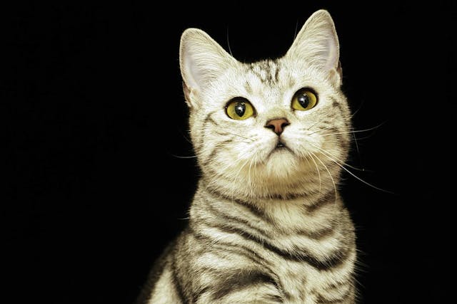 Allergic Shock in Cats - Symptoms, Causes, Diagnosis, Treatment, Recovery, Management, Cost