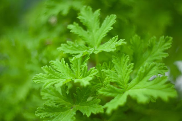 Ambrosia Mexicana Poisoning in Cats - Symptoms, Causes, Diagnosis, Treatment, Recovery, Management, Cost