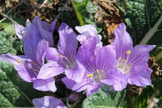 American Mandrake Poisoning in Cats - Symptoms, Causes, Diagnosis, Treatment, Recovery, Management, Cost