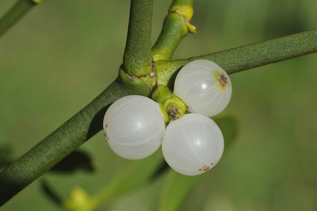 American Mistletoe Poisoning in Cats - Symptoms, Causes, Diagnosis, Treatment, Recovery, Management, Cost