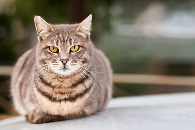 Amoxicillin Allergy in Cats - Symptoms, Causes, Diagnosis, Treatment, Recovery, Management, Cost