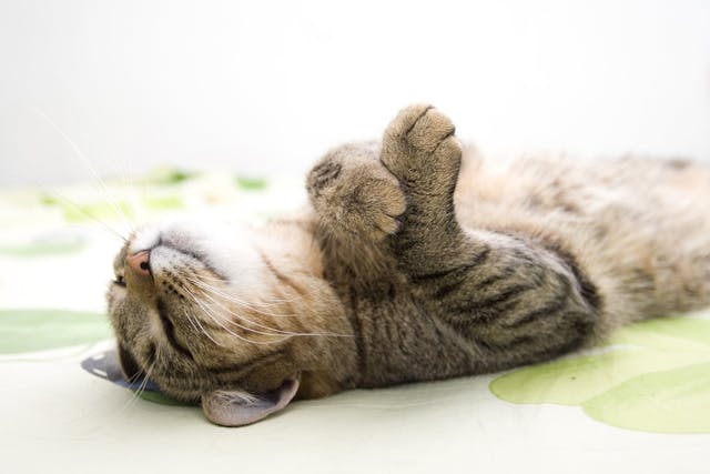 Amputation Conditions Treated Procedure Efficacy Recovery