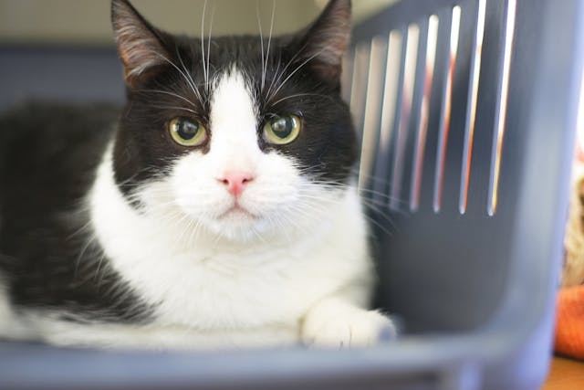 Anal Gland Cancer In Cats Symptoms Causes Diagnosis Treatment