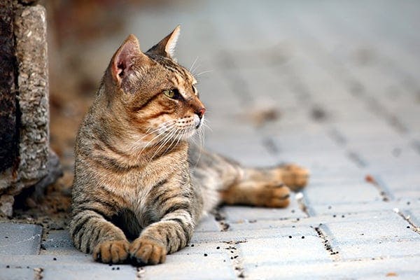 what does it mean when a dog licks kitten butt