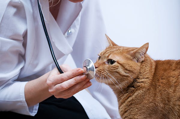anemic kitten treatment