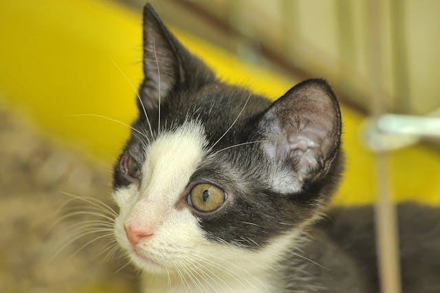 Anesthesia Allergies In Cats Symptoms Causes Diagnosis