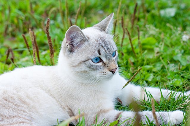 Anthrax in Cats - Symptoms, Causes, Diagnosis, Treatment, Recovery, Management, Cost