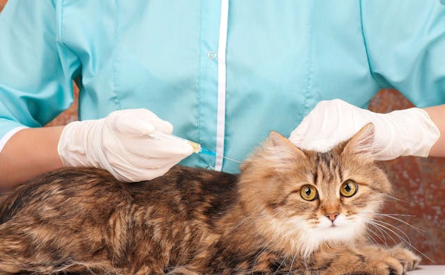 Anti-Allergy Therapy in Cats - Conditions Treated, Procedure, Efficacy, Recovery, Cost, Considerations, Prevention