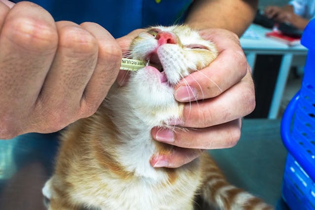 Anti-inflammatory Therapy in Cats - Conditions Treated, Procedure, Efficacy, Recovery, Cost, Considerations, Prevention