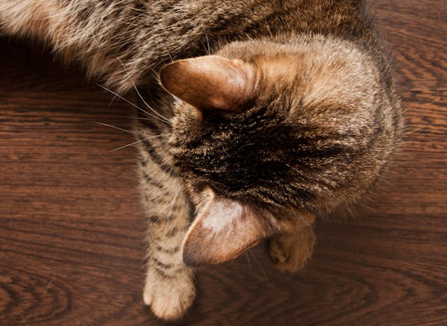 Antifungal Therapy in Cats Conditions Treated Procedure