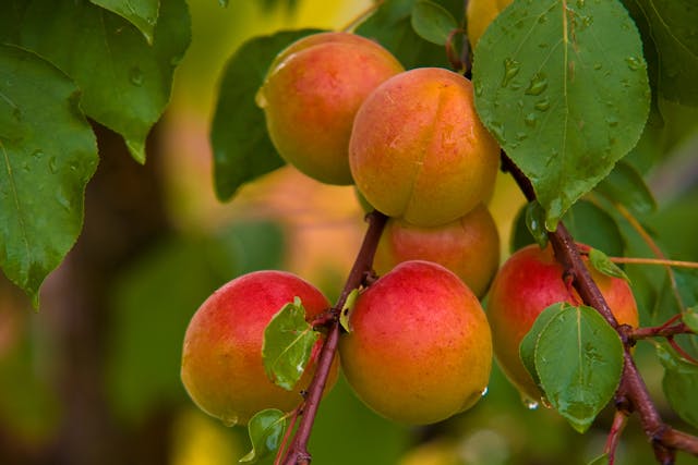 Apricot Poisoning in Cats - Symptoms, Causes, Diagnosis, Treatment, Recovery, Management, Cost
