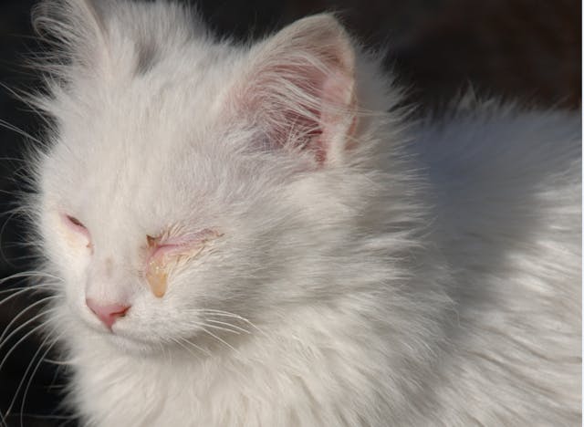 Aqueocentesis in Cats - Conditions Treated, Procedure, Efficacy, Recovery, Cost, Considerations, Prevention