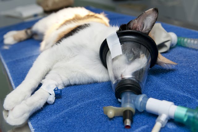 Arthrocentesis in Cats - Conditions Treated, Procedure, Efficacy, Recovery, Cost, Considerations, Prevention