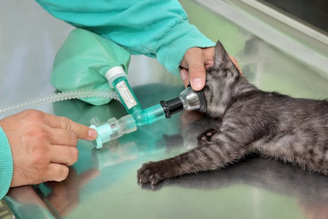 Arthroplasty in Cats - Conditions Treated, Procedure, Efficacy, Recovery, Cost, Considerations, Prevention