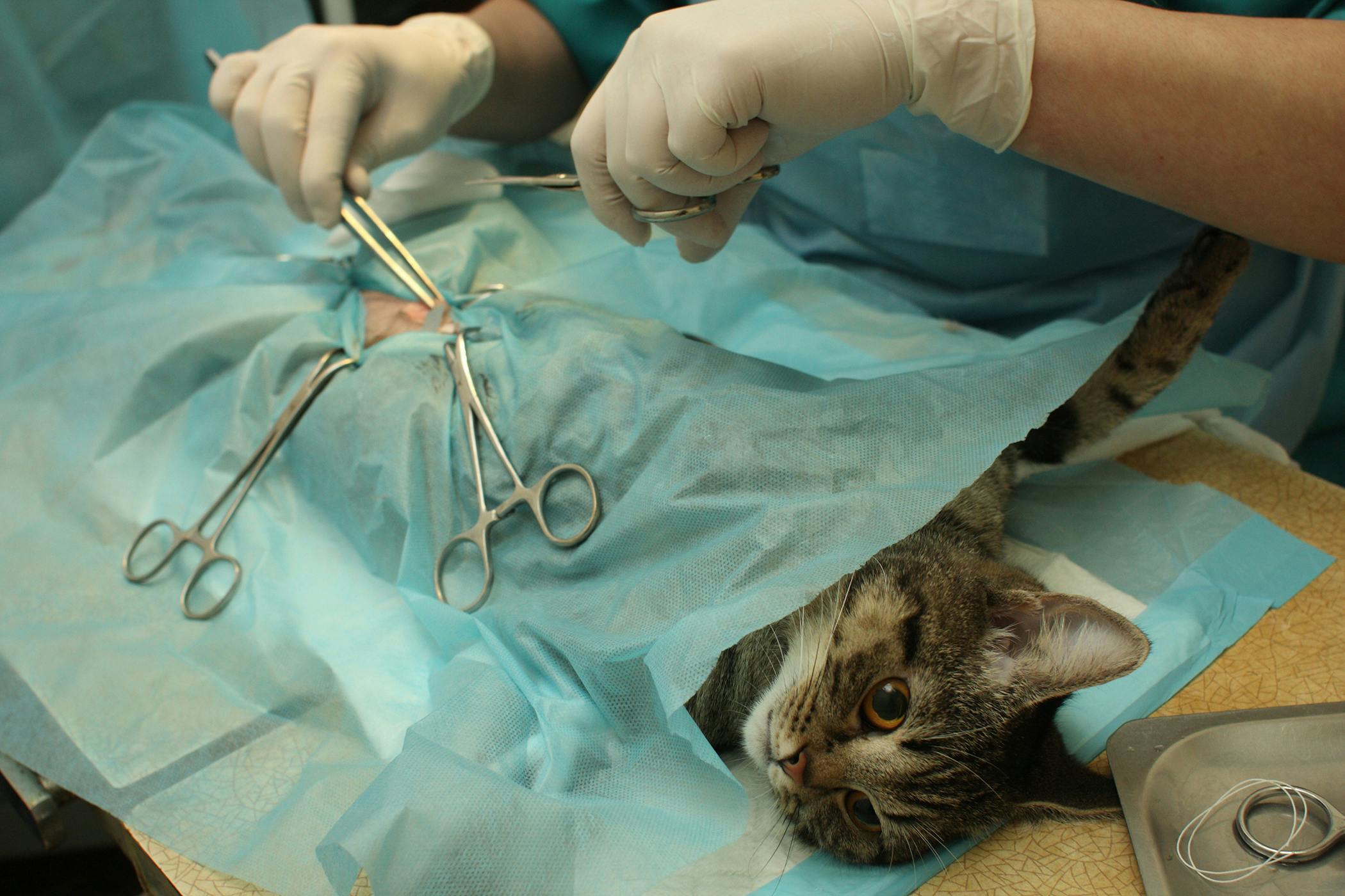 Arthroscopic Surgery in Cats - Procedure, Efficacy ...