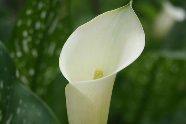 Arum Lily Poisoning in Cats - Symptoms, Causes, Diagnosis, Treatment, Recovery, Management, Cost