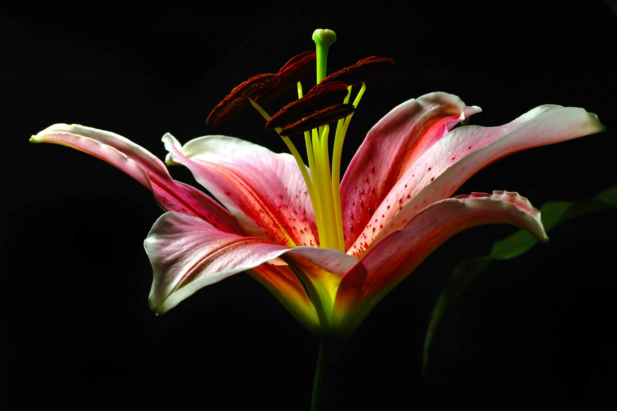 Asian Lily Poisoning in Cats Symptoms, Causes, Diagnosis, Treatment