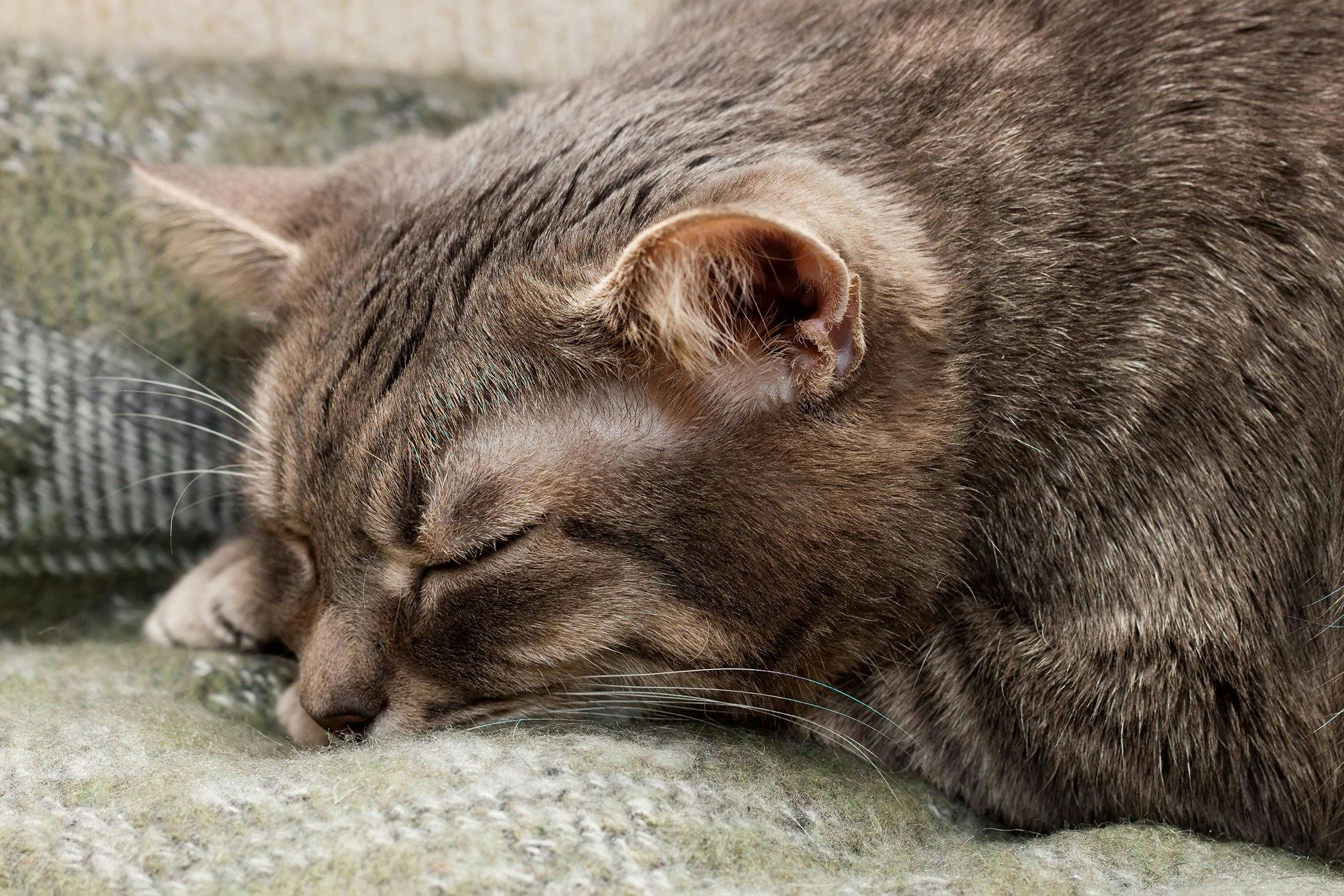 cat moving slowly not eating