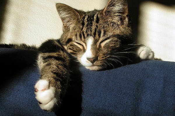 Bacterial Bronchopneumonia in Cats - Symptoms, Causes, Diagnosis, Treatment, Recovery, Management, Cost