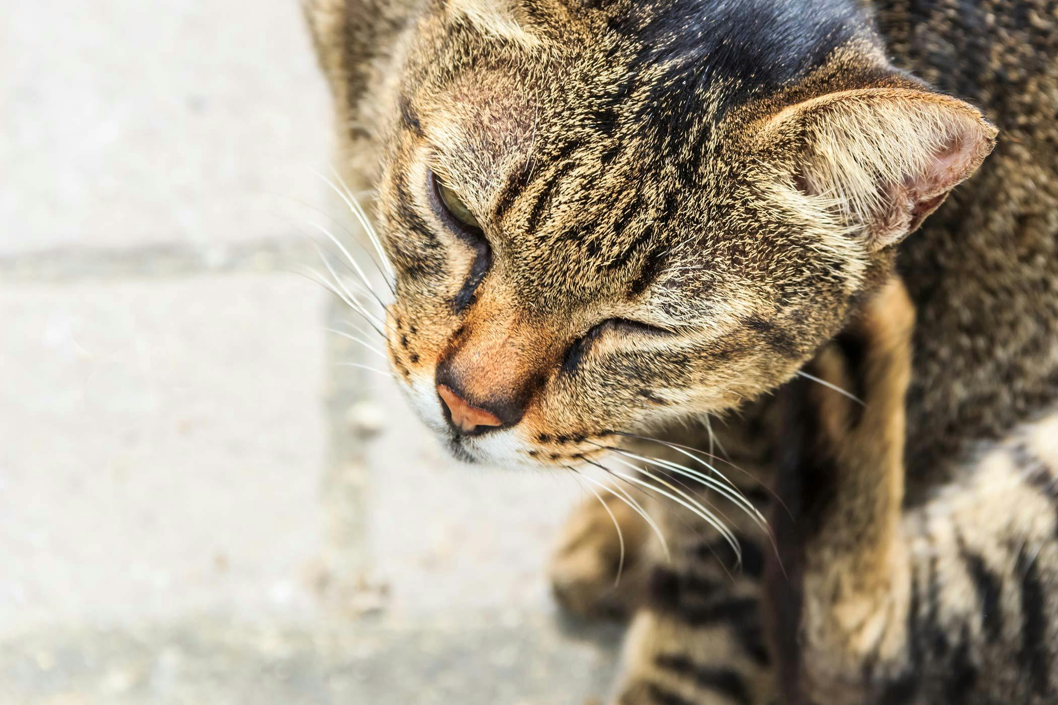 Bacterial Skin Infection In Cats Symptoms Causes Diagnosis Treatment Recovery Management Cost