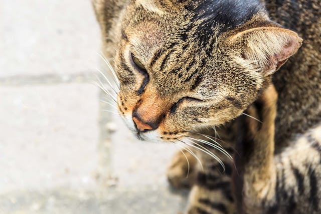 Bacterial Skin Infection In Cats Symptoms Causes Diagnosis