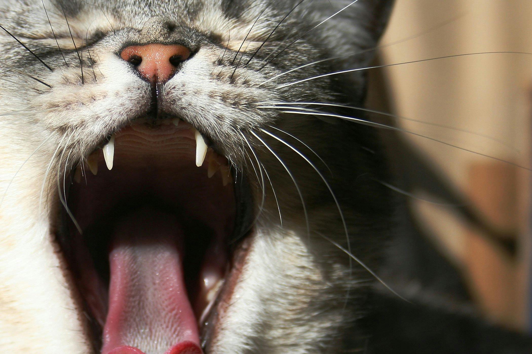 does wet cat food cause bad breath